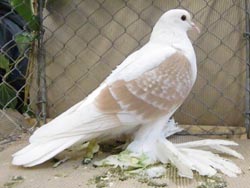 Pigeon de Saxe à ailes colorées Jaune cendré écaillé