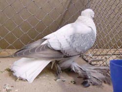 Pigeon de Saxe à ailes colorées Argenté maillé blanc