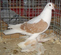 Pigeon de Saxe à ailes colorées Jaune cendré écaillé