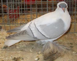 Pigeon de Saxe à ailes colorées Argenté barré blanc 