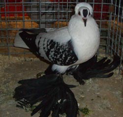 Pigeon de Saxe à ailes colorées Noir maillé blanc