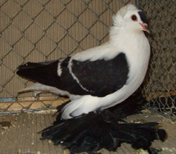 Saxon Wing Pigeon Black with White Bars