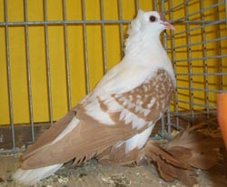 Pigeon de Saxe à ailes colorées Jaune maillé blanc