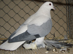 Pigeon de Saxe à ailes colorées Bleu sans barré