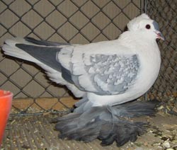 Саксонский летный голубь Синий Спангл