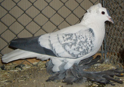 Saxon Wing Pigeon Blue Spangle