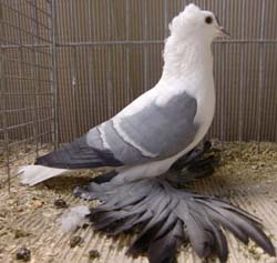 Pigeon de Saxe à ailes colorées Bleu barré blanc 