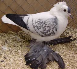 Саксонский летный голубь Синий Спангл