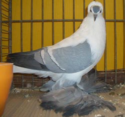 Саксонский летный голубь Синий с белыми полосами
