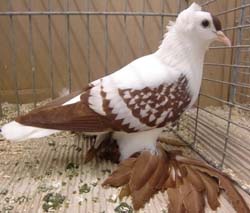 Pigeon de Saxe à ailes colorées Rouge maillé blanc