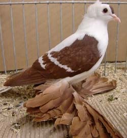 Pigeon de Saxe à ailes colorées Rouge barré blanc 