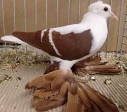 Pigeon de Saxe à ailes colorées Rouge barré blanc 