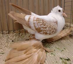 Saxon Wing Pigeon Yellow Spangle