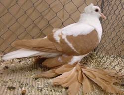 Saxon Wing Pigeon Yellow with White Bars