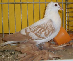 Pigeon de Saxe à ailes colorées Jaune maillé blanc