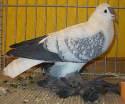 Pigeon de Saxe à ailes colorées Bleu maillé blanc