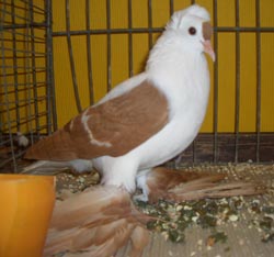 Саксонский летный голубь Желтый с белыми барами