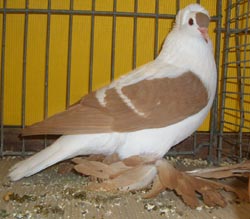 Pigeon de Saxe à ailes colorées Jaune barré blanc