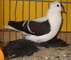 Саксонский летный голубь Черный с белыми полосами