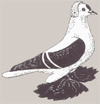 Pigeon de Saxe à ailes colorées
