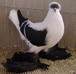 Hirondelle de Saxe Noir barré blanc 