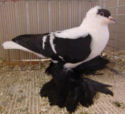 Saxon Swallow Black with White Bars