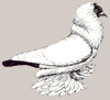 Шмалькальденские черноголовые голуби