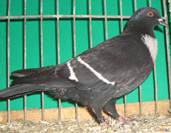 Starling Black with White Bars