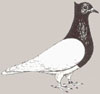 Pigeon de Thur. à poitrine colorée