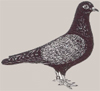 Pigeon Scarabée de Thuringe