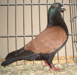 Pigeon Scarabée de Thuringe