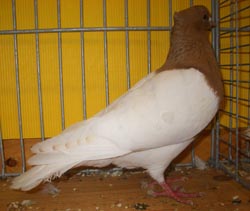 Pigeon de Thur. à poitrine colorée Jaune
