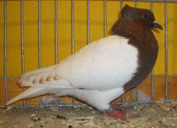 Pigeon de Thur. à poitrine colorée Rouge