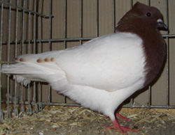 Pigeon de Thur. à poitrine colorée Rouge