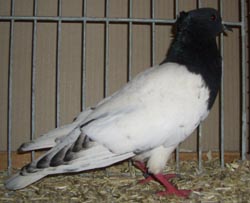 Pigeon de Thur. à poitrine colorée Noir