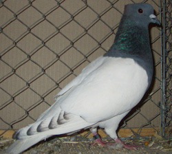 Pigeon de Thur. à poitrine colorée Bleu barré noir