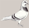 Pigeon Lune de Thuringe.