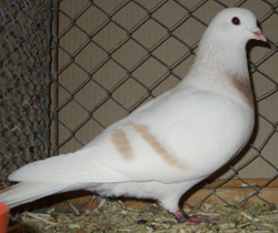 Thuringian Crescent Pigeon