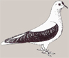 Pigeon de Thur. à ailes colorées