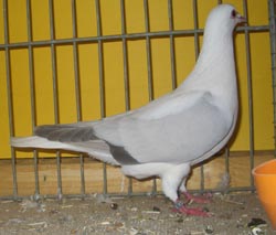Pigeon de Thur. à ailes colorées Argenté sans barré