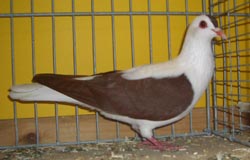 Pigeon de Thur. à ailes colorées Rouge