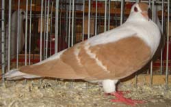 Pigeon de Thur. à ailes colorées Jaune barré blanc