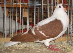 Pigeon de Thur. à ailes colorées Rouge barré blanc 
