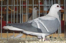 Pigeon de Thur. à ailes colorées Bleu barré blanc 