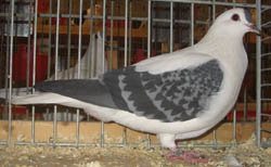 Pigeon de Thur. à ailes colorées Bleu écaillé