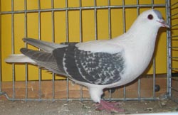 Pigeon de Thur. à ailes colorées Argenté écaillé