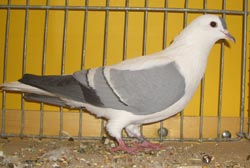 Pigeon de Thur. à ailes colorées Bleu barré blanc 