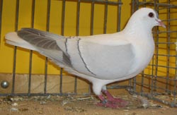 Pigeon de Thur. à ailes colorées Argenté barré blanc 