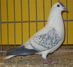 Pigeon de Thur. à ailes colorées Bleu maillé blanc
