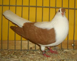Thuringian Wing Pigeon Yellow